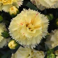 SuperTrouper™ Yellow Dianthus