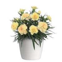 SuperTrouper™ Yellow Dianthus