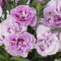 SuperTrouper™ Lavender+Eye Dianthus