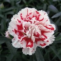 SuperTrouper™ Red+White Dianthus