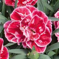 SuperTrouper™ Red+Pink Dianthus