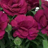 SuperTrouper™ Purple 26 Dianthus