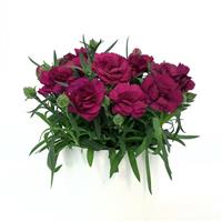 SuperTrouper™ Purple 26 Dianthus