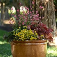 Alyssum Golden Spring