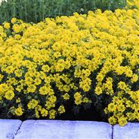 Alyssum Golden Spring