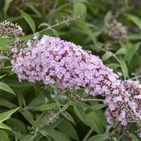 Buddleia davidii Pink Cascade II