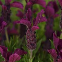 Lavandula stoechas Anouk Burgundy