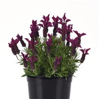 Lavandula stoechas Anouk Burgundy