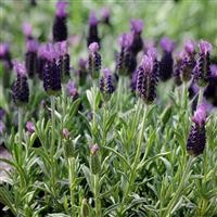 Lavandula stoechas Anouk