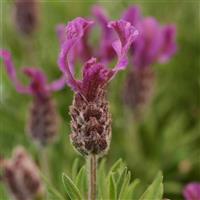 Lavandula stoechas Anouk Deep Rose