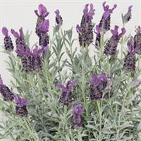 Lavandula stoechas Silver Anouk