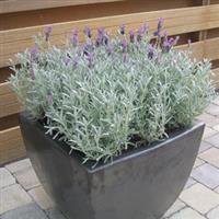 Lavandula stoechas Silver Anouk