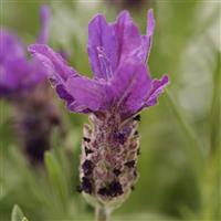 Lavandula stoechas Double Anouk