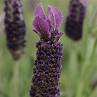 Lavandula stoechas Anouk Supreme