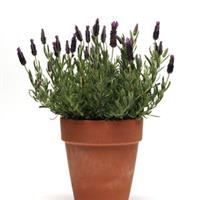 Lavandula stoechas Anouk Supreme