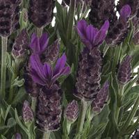 Lavandula stoechas Anouk Purple Flare