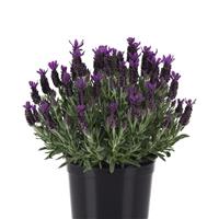 Lavandula stoechas Anouk Purple Flare