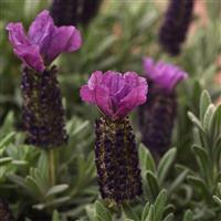 Lavandula stoechas Anouk Purple Medley