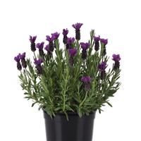 Lavandula stoechas Anouk Purple Medley