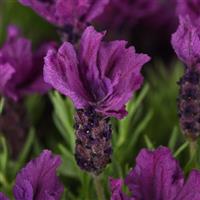 Lavandula stoechas Anouk Doublescape