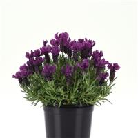 Lavandula stoechas Anouk Doublescape