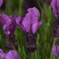 Lavandula stoechas Royal Anouk