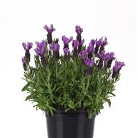 Lavandula stoechas Royal Anouk