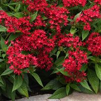 Lucky Star<sup>®</sup> Lipstick Pentas