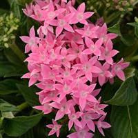 Lucky Star<sup>®</sup> Pink Pentas