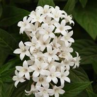 Lucky Star<sup>®</sup> White Pentas