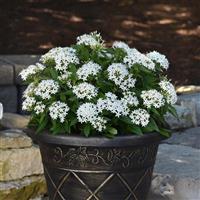 Lucky Star<sup>®</sup> White Pentas