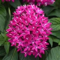 Lucky Star<sup>®</sup> Violet Improved Pentas