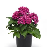 Lucky Star<sup>®</sup> Violet Improved Pentas