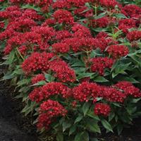 Lucky Star<sup>®</sup> Dark Red Pentas