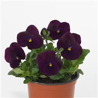 Sorbet<sup>®</sup> XP Purple Viola