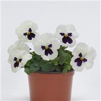 Sorbet<sup>®</sup> XP White Blotch Improved Viola