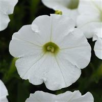 Shock Wave<sup>®</sup> White Spreading Petunia