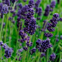 Lavandula Lavance Deep Purple