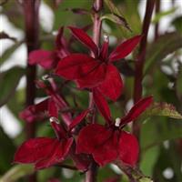 Lobelia Starship™ Burgundy