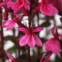 Lobelia Starship™ Rose