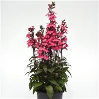 Lobelia Starship™ Rose