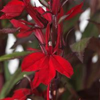 Lobelia Starship™ Scarlet