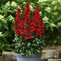 Lobelia Starship™ Scarlet