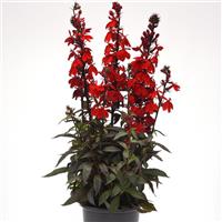 Lobelia Starship™ Scarlet Bronze Leaf