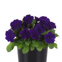 Lo Rider™ Blue Petunia