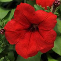 Lo Rider™ Red Petunia