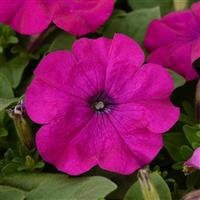 Lo Rider™ Violet Petunia