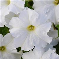 Lo Rider™ White Petunia