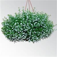 Magadi™ Basket White Lobelia