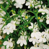 Magadi™ Basket White Lobelia